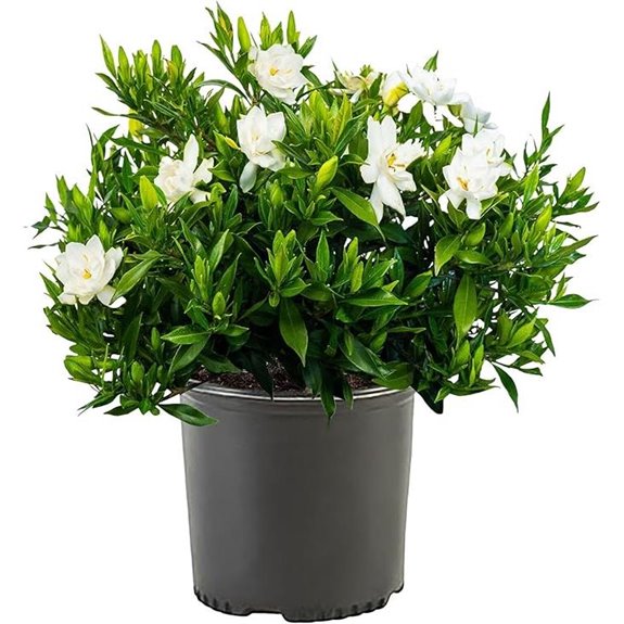 7 Best Pool Landscaping Plants for 2026 3 frostproof gardenia shrub white blooms