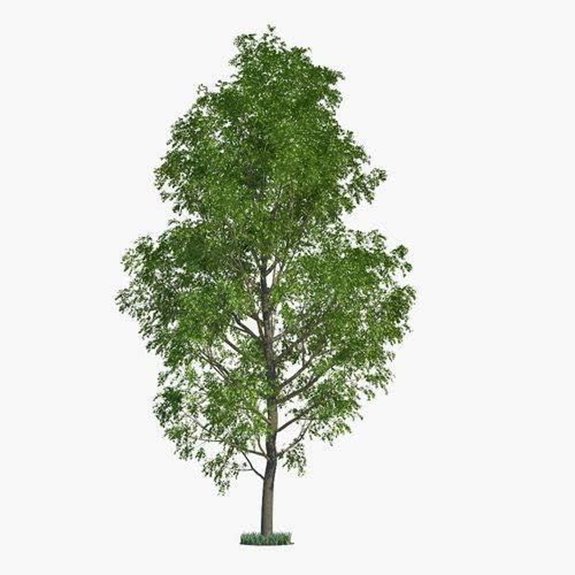10 Best Shade Trees for Backyards in 2026 1 hybrid poplar tree cuttings fast growing