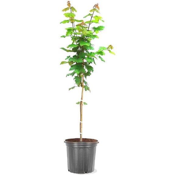 10 Best Shade Trees for Backyards in 2026 2 maple autumn blaze tree 1 gallon size specified