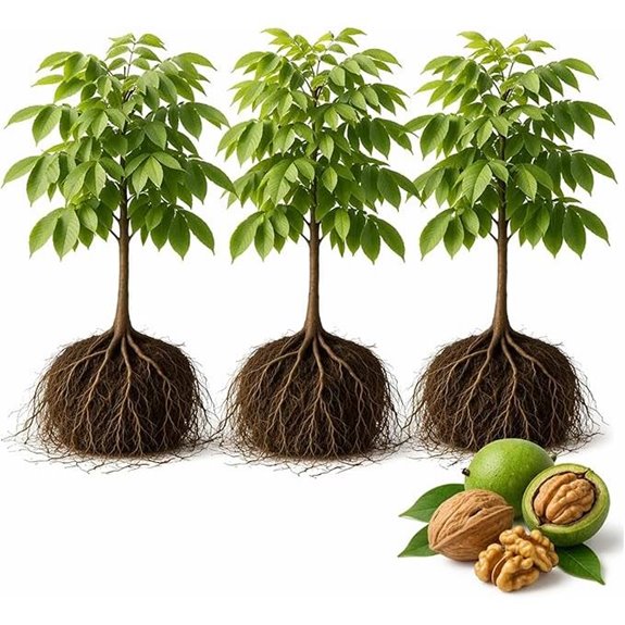 10 Best Shade Trees for Backyards in 2026 7 three white walnut seedlings for planting