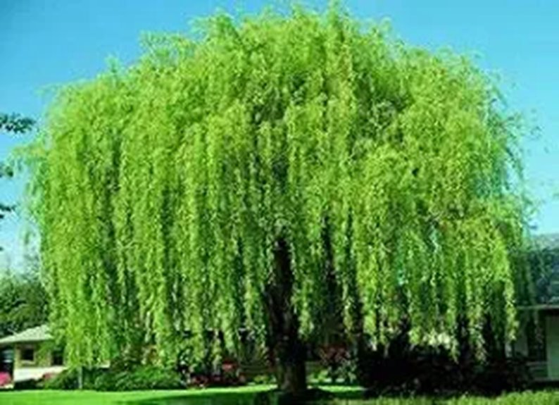 10 Best Shade Trees for Backyards in 2026 9 weeping willow cuttings growing fast