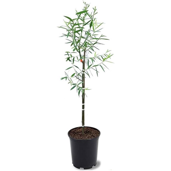 10 Best Shade Trees for Backyards in 2026 5 weeping willow shade tree